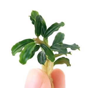 ブセファランドラクダガン 水上葉 7株 水草 ブセファランドラ クダガン」の人気商品一覧 | 安い商品を通販