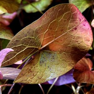 チャーム（charm） （水草）タイガーロータス 1997 ギニア便（水中