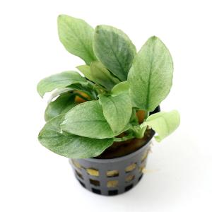 アヌビアスナナ　斑入りキング　5株 アヌビアス・ナナ・'キングコング' Anubias barteri var.nana