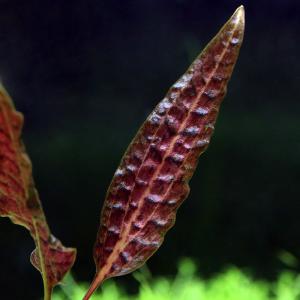 チャーム（charm） （水草）クリプトコリネ キー カプアス産（水中葉