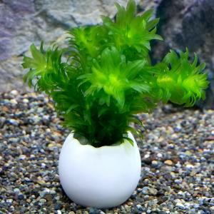 （水草）エッグプランター　メダカ・金魚藻　国産　無農薬アナカリス（１個）｜chanet
