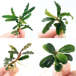 (水草)お一人様2点限り おまかせブセファラン...の詳細画像1