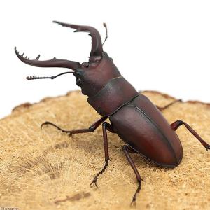 (昆虫)国産ノコギリクワガタ 成虫 WD 50...の詳細画像2