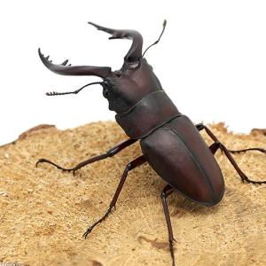 (昆虫)国産ノコギリクワガタ 成虫 WD 60...の詳細画像1