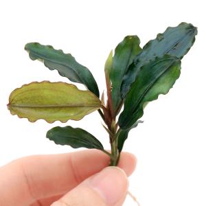 水草 ブセファランドラ SP. クダガン 1株 ※バラ売り水草は4点まで同梱