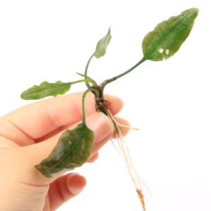 チャーム（charm） （水草）クリプトコリネ スワイテシー レッドタイプ