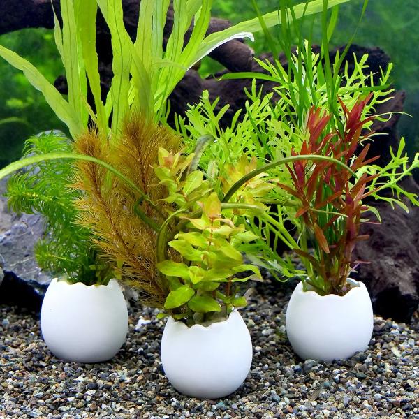 （水草）エッグプランター　寄せ植えミックス（水中葉）（無農薬）（１個）