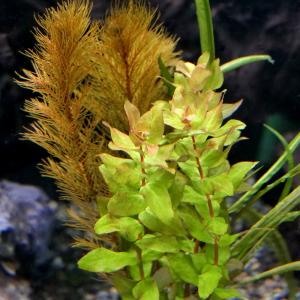 (水草)エッグプランター 寄せ植えミックス(水...の詳細画像1