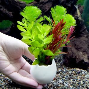 (水草)エッグプランター 寄せ植えミックス(水...の詳細画像2