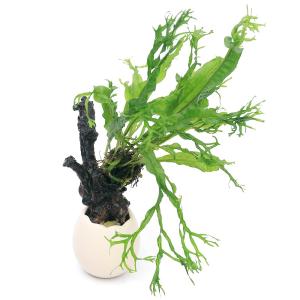 チャーム（charm） （水草）ミクロソリウムsp．バリ スモール十字