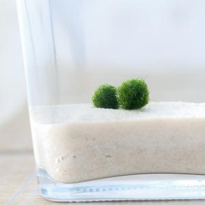 水草 国産マリモ 2個 コルク瓶付 インテリア 無農薬 オシャレ