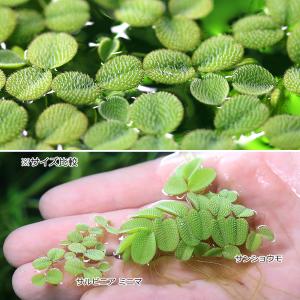 (浮草)サルビニア ミニマ(無農薬)(1パック)の詳細画像1