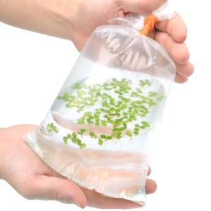 (浮草)サルビニア ミニマ(無農薬)(1パック)の詳細画像2