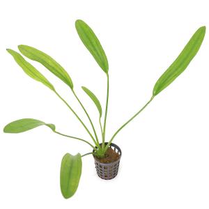 チャーム（charm） （水草）エキノドルス ホレマニーレッド（水上葉