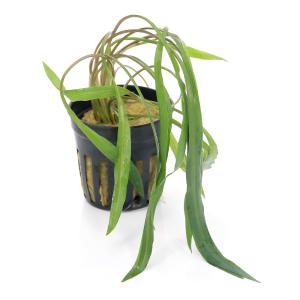 チャーム（charm） （水草）組織培養GROWOW！ クリプトコリネ