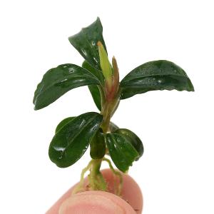 ブセファランドラsp ピンクレディ bucephalandra.sp PinkLady