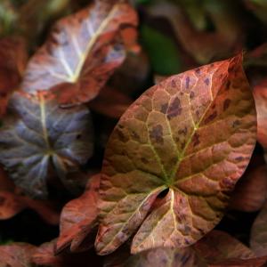 チャーム（charm） （水草）タイガーロータス 1997 ギニア便（水中