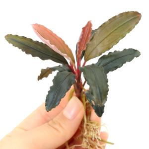 水草）ブセファランドラsp．キャサリン レッド（東南便）（水上葉