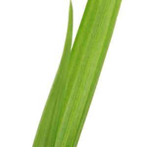 (ビオトープ)水生植物 ヒロハノクロタマガヤツ...の詳細画像1