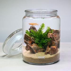生体 水草付きセット 水槽セット 水槽 アクアリウム用品 チャーム Charm Paypayモール店 通販 Paypayモール