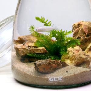 ボトルアクアリウムの商品一覧 通販 Yahoo ショッピング