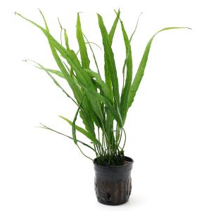 チャーム（charm） （水草）ミクロソリウムsp．スモールリーフ（水中