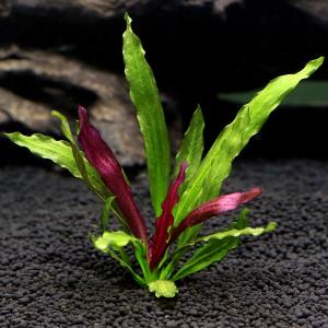 エキノドルススーパーレッド　大株　一株 エキノドルス スーパーレッド - メルカリ