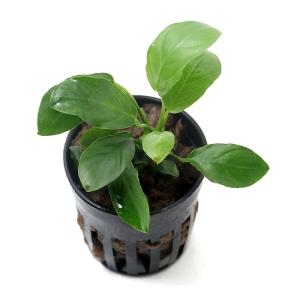 チャーム（charm） （水草）ミクロソリウム 水草苑スモールリーフ（無