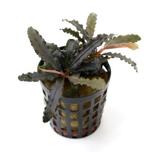 水草）ブセファランドラsp．キャサリン レッド（東南便）（水上葉