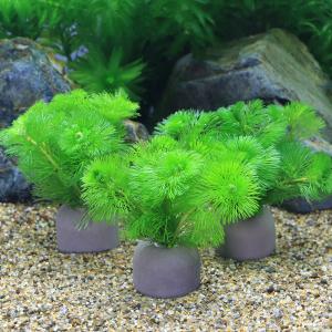 水草）巻きたて ボルビティス ヒュディロティ 流木 Mサイズ（約