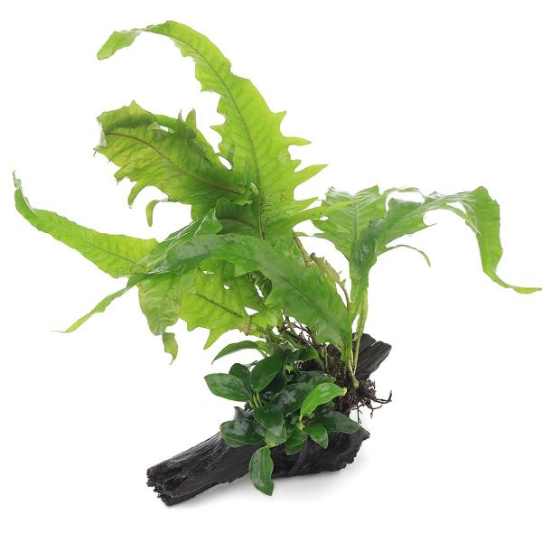 （水草）アヌビアスナナ　プチ＆ミクロソリウム　プテロプス　サンライズ付　流木　ＳＳサイズ（１本）（約...