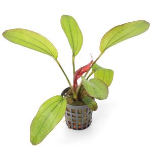 チャーム（charm） （水草）エキノドルス ビッグベアー 東南便（水上葉