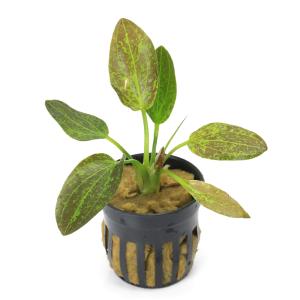 チャーム（charm） （水草）エキノドルス ビッグベアー 東南便（水上葉