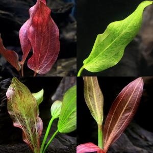 チャーム（charm） （水草）エキノドルス ホレマニーレッド（水上葉