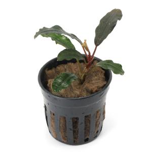 ブセファランドラsp ピンクレディ bucephalandra.sp PinkLady