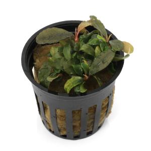 水草 ブセファランドラ ティア POT入り ポット入り 活着 陰性 : 有限