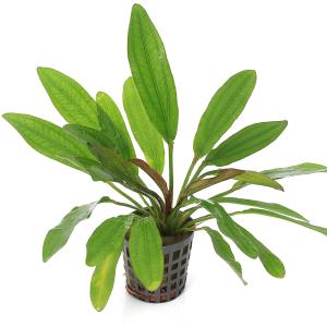 エキノドルス　ビッグベアー　特大株 エキノドルス 'ビッグベアー' | Ordinary-Aquarium