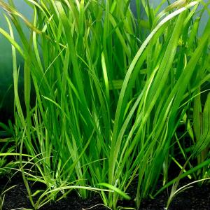 水草）バリスネリアsp． リトルヤバクリーク産（水中葉）（無農薬 