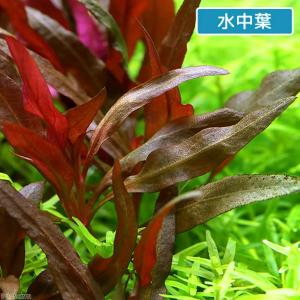 (水草)組織培養 アルテルナンテラ レインキー...の詳細画像2