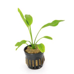 チャーム（charm） （水草）エキノドルス ビッグベアー 東南便（水上葉