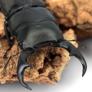 （昆虫）パリーオオクワガタ　スラウェシ　パロロ・パル産（ＷＣ）　６０〜６４ｍｍ（１ペア）