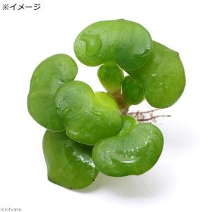 (水草)ミニホテイ草 子株(無農薬)(3株)金...の詳細画像1