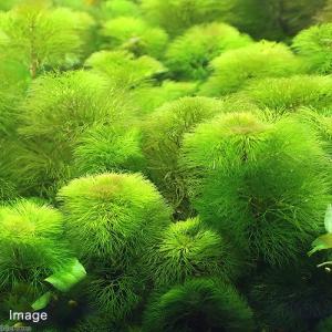 （水草）メダカ・金魚藻　イエローカボンバ（１０本）｜chanet
