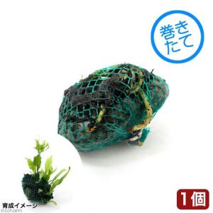 （水草）巻きたて　お楽しみミクロソリウム　ボール（無農薬）（１個）