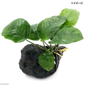 チャーム（charm） （水草）アヌビアス バルテリー ブロードホワイト