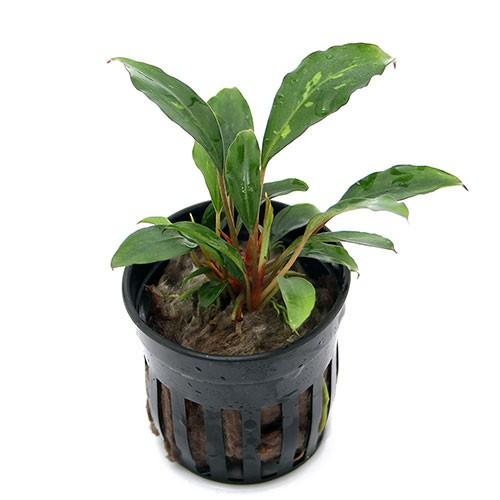 （テラリウム）ピプトスパサｓｐ．リドレィ（１ポット分）