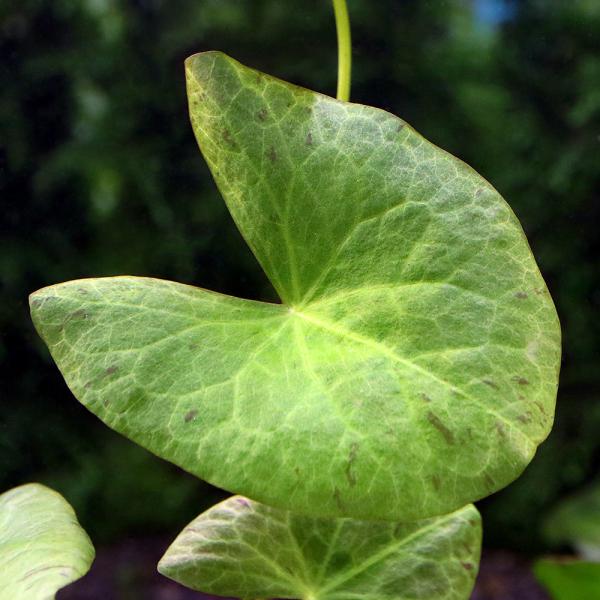 （水草）ニムファｓｐ．ペルー　マルドナード（水中葉）（無農薬）（１株）