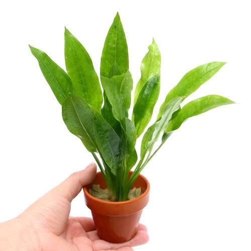 （水草）素焼き鉢　アマゾンソード（１鉢）