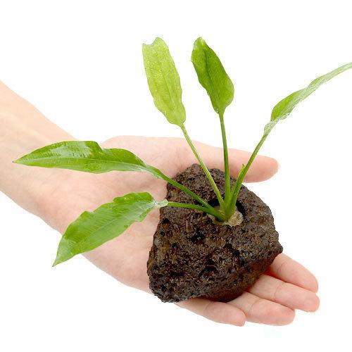 （水草）置くだけ簡単　Ｓサイズ　アマゾンソード　穴あき溶岩石付（無農薬）（１個）