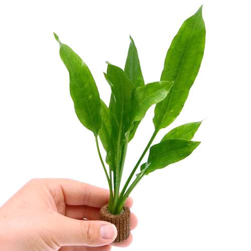 （水草）Ｓサイズ　ライフマルチ（茶）アマゾンソード（草丈１５〜２０ｃｍ前後）（２個）